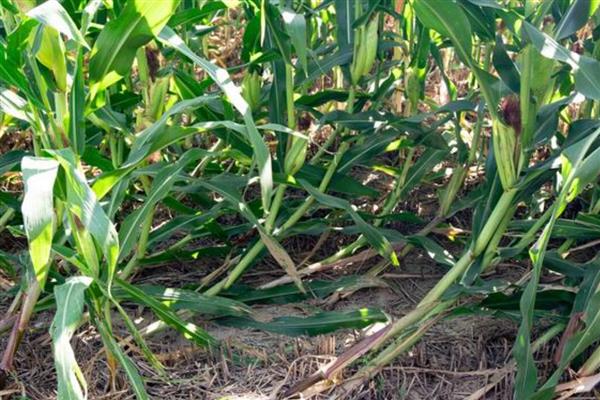 玉米倒伏要人工扶起来吗,在抽穗期则不用人工扶起来