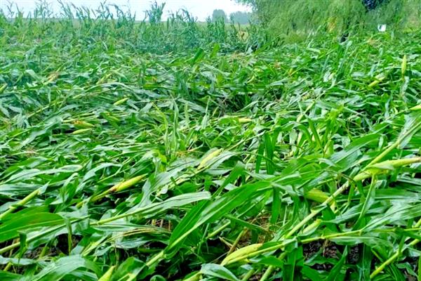 玉米倒伏要人工扶起来吗,在抽穗期则不用人工扶起来