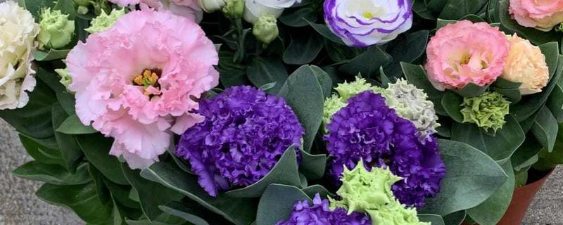 洋桔梗和桔梗花有什么区别，品种、株高、叶片等方面都不同