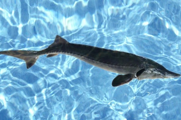 鲟龙鱼是淡水鱼还是海鱼，根据种类而定