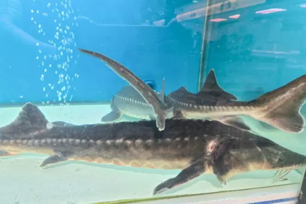 鲟龙鱼是淡水鱼还是海鱼，根据种类而定