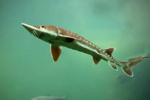 鲟龙鱼是淡水鱼还是海鱼，根据种类而定