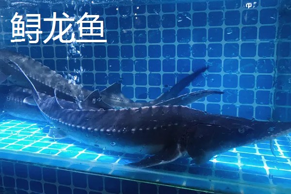 鲟龙鱼是淡水鱼还是海鱼，根据种类而定