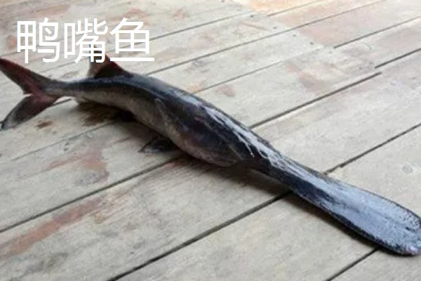 鲟龙鱼是淡水鱼还是海鱼，根据种类而定