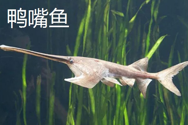 鲟龙鱼是淡水鱼还是海鱼，根据种类而定