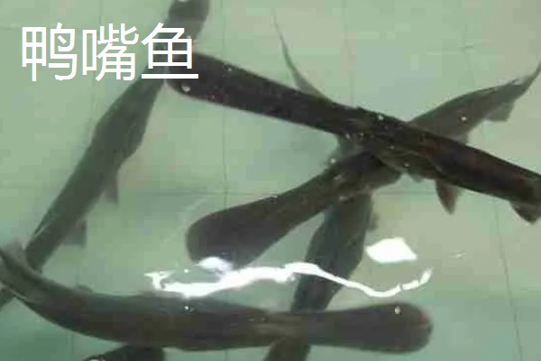 鲟龙鱼是淡水鱼还是海鱼，根据种类而定