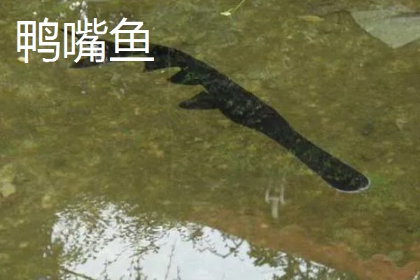 鲟龙鱼是淡水鱼还是海鱼，根据种类而定