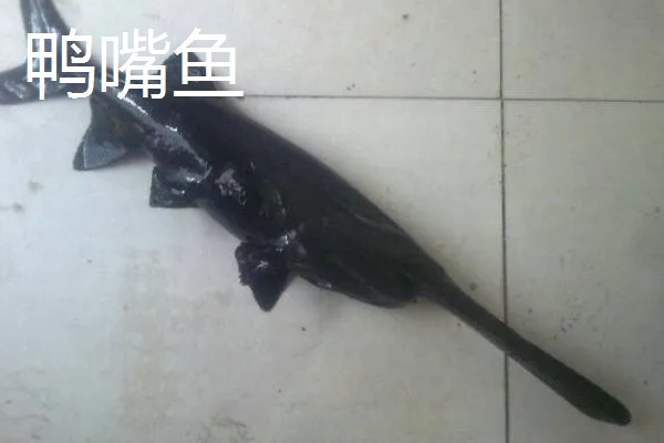 鲟龙鱼是淡水鱼还是海鱼，根据种类而定