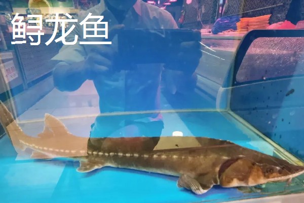 鲟龙鱼是淡水鱼还是海鱼，根据种类而定