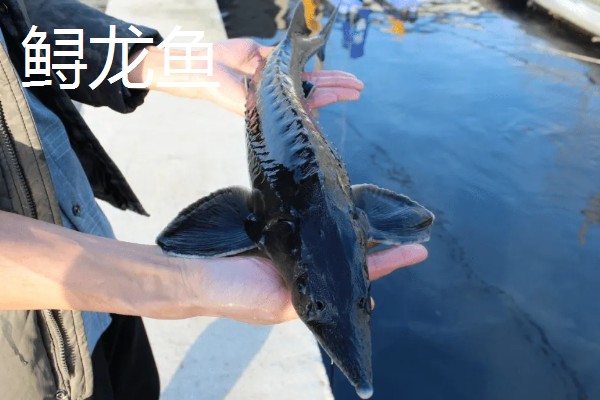 鲟龙鱼是淡水鱼还是海鱼，根据种类而定