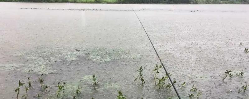 早春雨后好钓鱼吗，暴雨或大暴雨则不合适