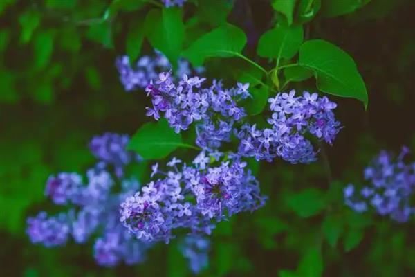 蓝丁香花的开放时间,花期为4-6月份、8-9月份
