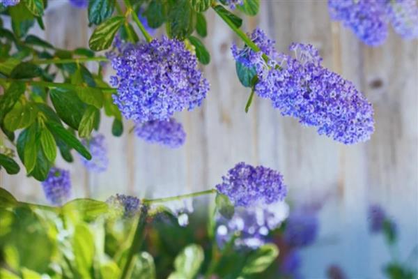 蓝丁香花的开放时间,花期为4-6月份、8-9月份