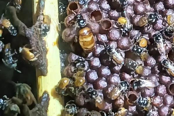 酸蜂的简介,体型大概是普通蜜蜂的十分之一