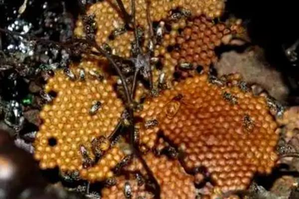 酸蜂的简介,体型大概是普通蜜蜂的十分之一