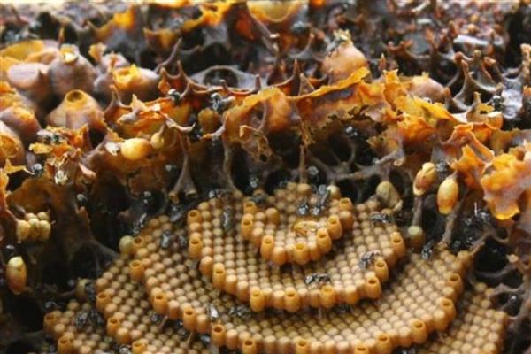 酸蜂的简介,体型大概是普通蜜蜂的十分之一