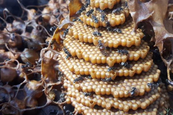 酸蜂的简介,体型大概是普通蜜蜂的十分之一