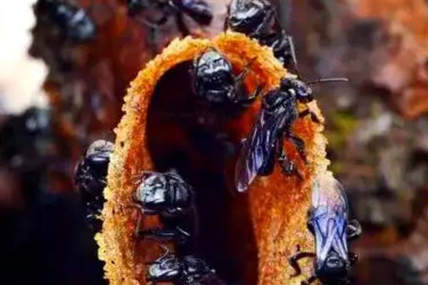 酸蜂的简介,体型大概是普通蜜蜂的十分之一