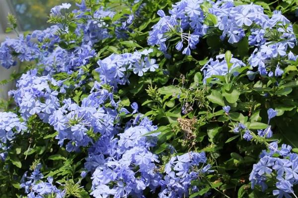 蓝丁香花的开放时间,花期为4-6月份、8-9月份