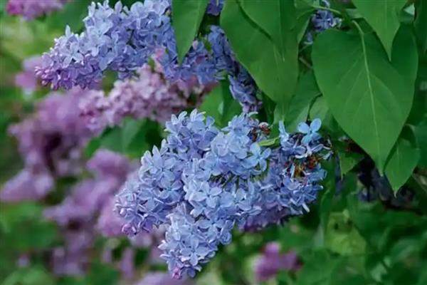 蓝丁香花的开放时间,花期为4-6月份、8-9月份