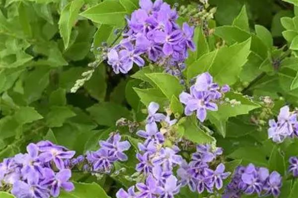 蓝丁香花的开放时间,花期为4-6月份、8-9月份