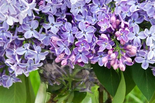 蓝丁香花的开放时间,花期为4-6月份、8-9月份