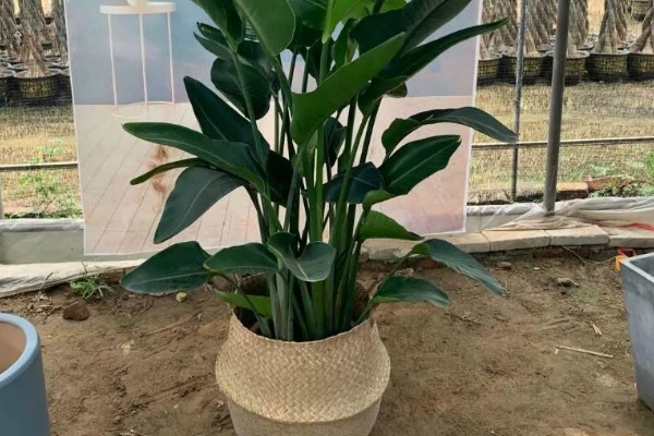 为什么天堂鸟不适合放客厅,客厅光照不足且通风差