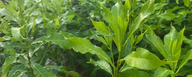 嫁接果苗枯死的原因，可能是砧木和接穗不亲和所致