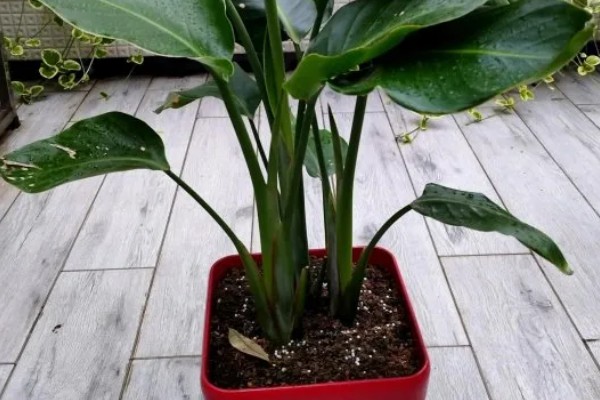 为什么天堂鸟不适合放客厅,客厅光照不足且通风差