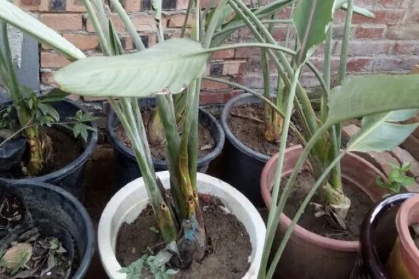 为什么天堂鸟不适合放客厅,客厅光照不足且通风差