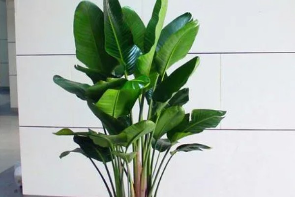 为什么天堂鸟不适合放客厅,客厅光照不足且通风差