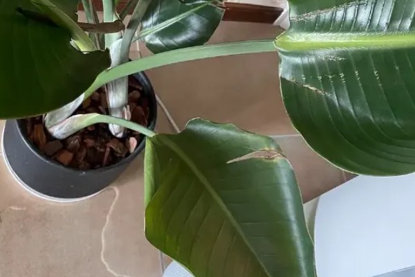 为什么天堂鸟不适合放客厅,客厅光照不足且通风差