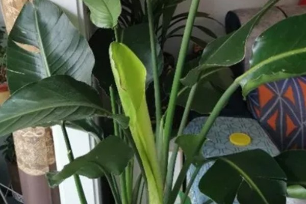 为什么天堂鸟不适合放客厅,客厅光照不足且通风差