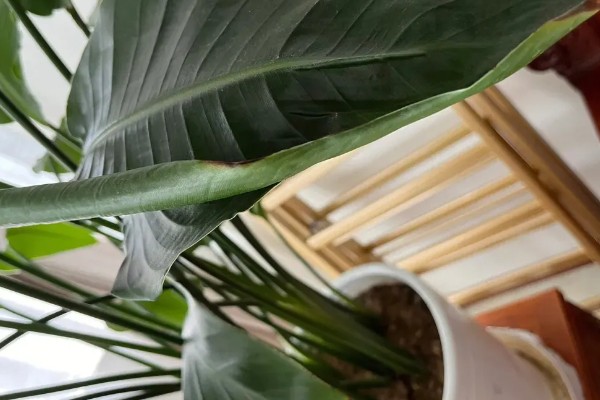 为什么天堂鸟不适合放客厅,客厅光照不足且通风差