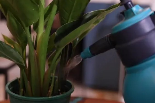 为什么天堂鸟不适合放客厅,客厅光照不足且通风差