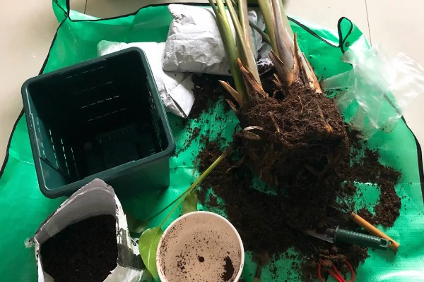 为什么天堂鸟不适合放客厅,客厅光照不足且通风差