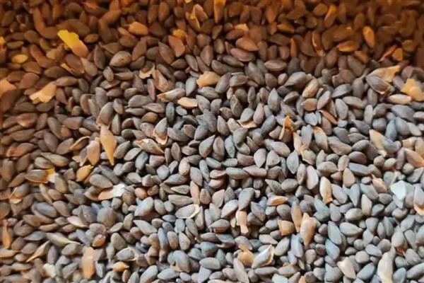 大自然中植物如何过冬，会以留种的方法越冬