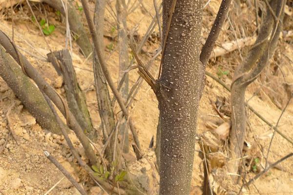 大自然中植物如何过冬，会以留种的方法越冬
