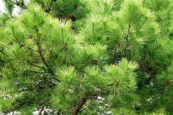 大自然中植物如何过冬，会以留种的方法越冬