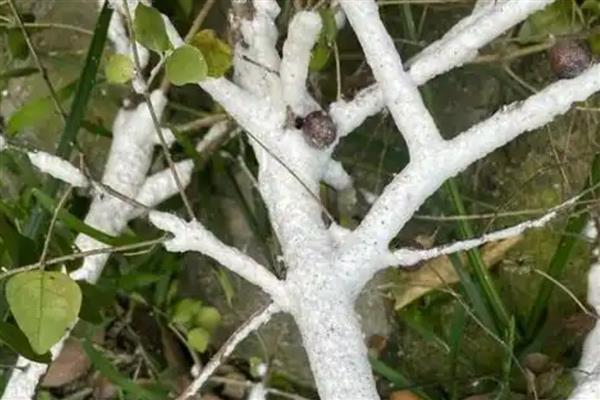 大自然中植物如何过冬，会以留种的方法越冬