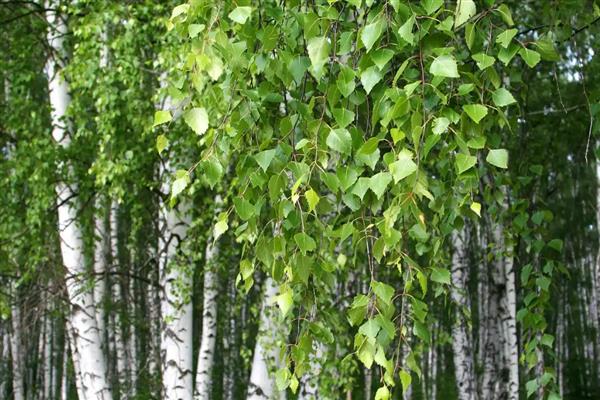 大自然中植物如何过冬，会以留种的方法越冬