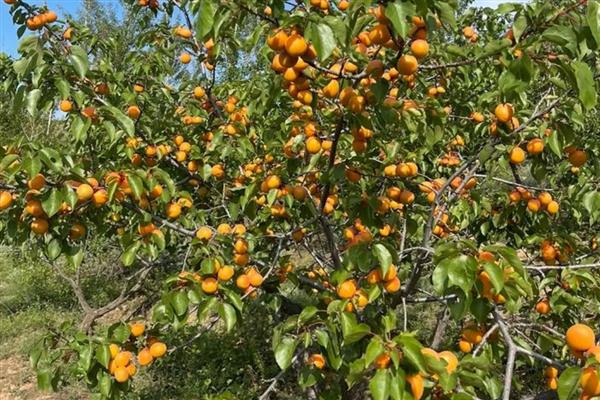 大自然中植物如何过冬，会以留种的方法越冬