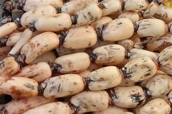 大自然中植物如何过冬，会以留种的方法越冬