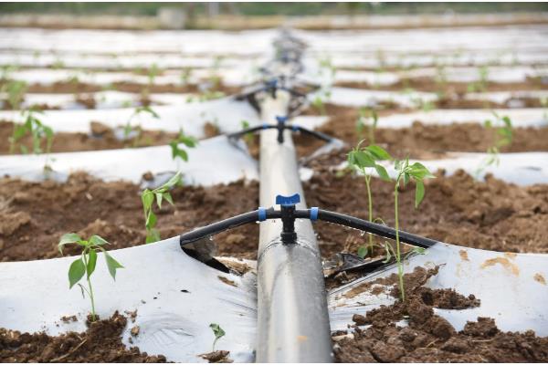 滴灌带的长度,最多能达到100米左右