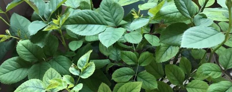 月季不开花如何处理，视情况采取对应措施