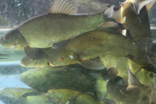 丁桂鱼的养殖条件,养殖前需要进行消毒处理