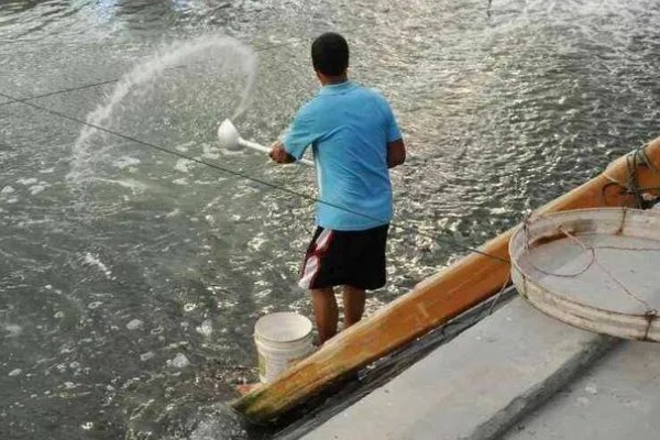 丁桂鱼的养殖条件,养殖前需要进行消毒处理