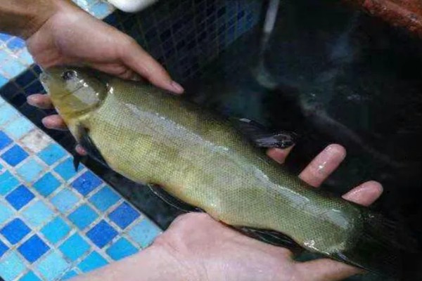 丁桂鱼的养殖条件,养殖前需要进行消毒处理