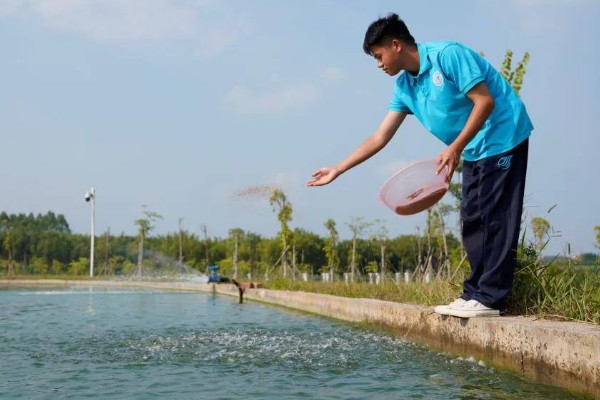丁桂鱼的养殖条件,养殖前需要进行消毒处理