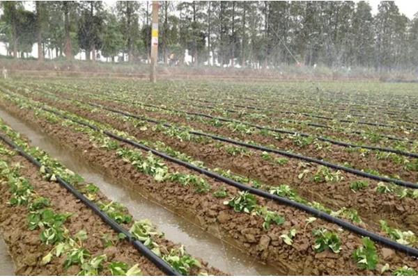 滴灌带的长度,最多能达到100米左右